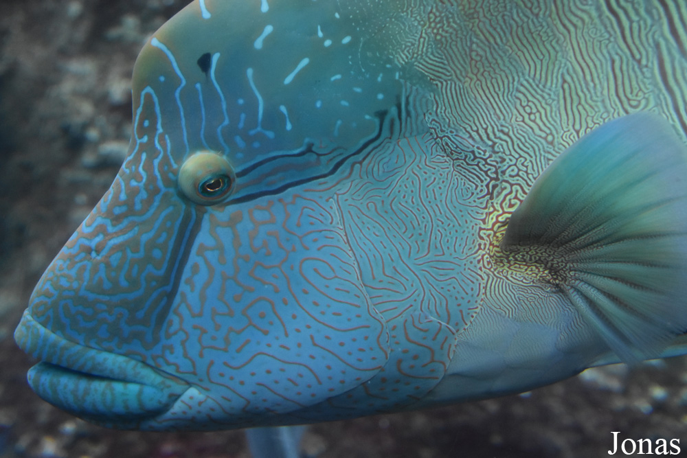 Cheilinus undulatus