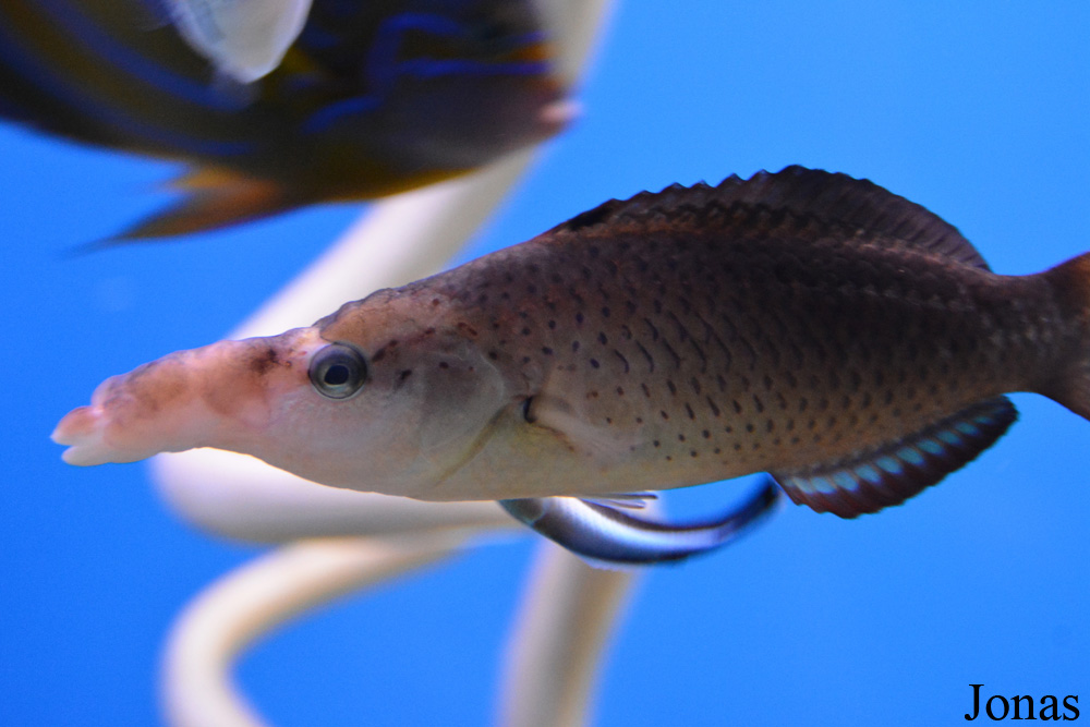 Gomphosus varius