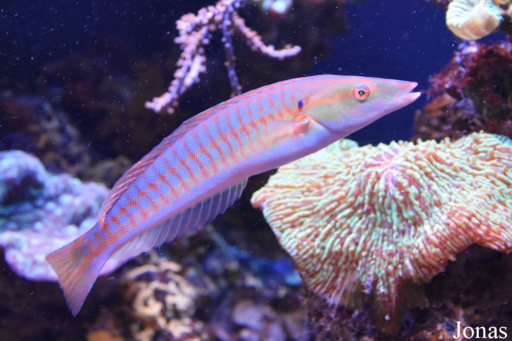 Hologymnosus doliatus