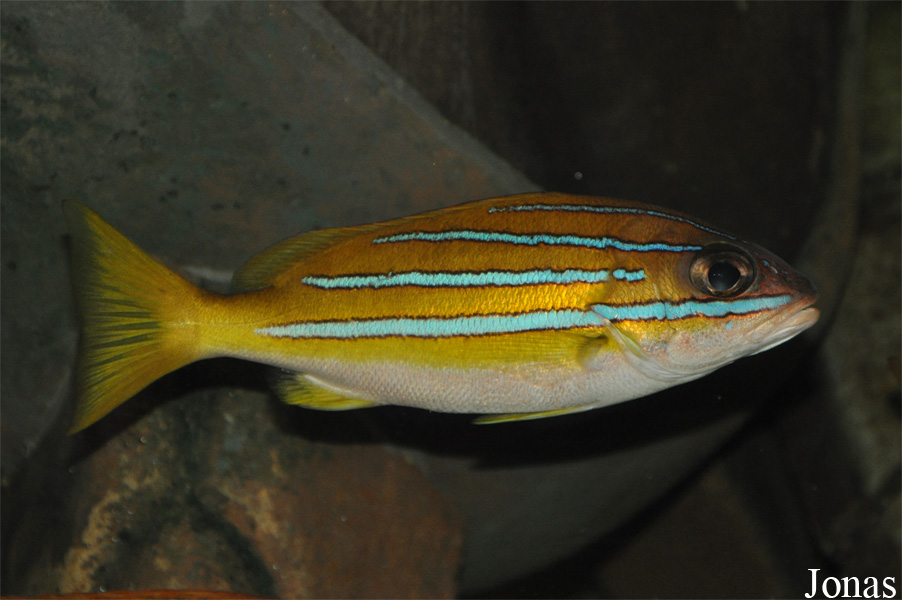 Lutjanus kasmira