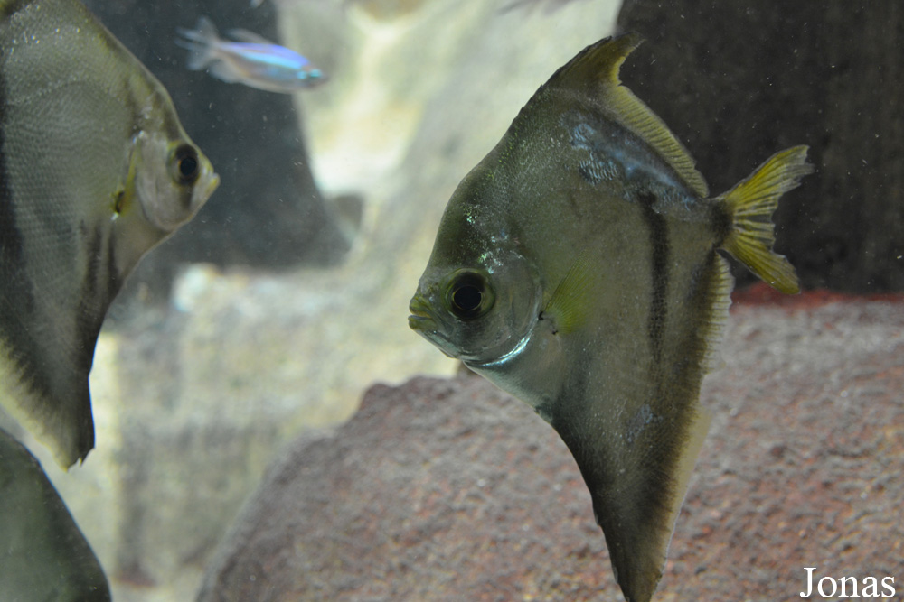Monodactylus sebae