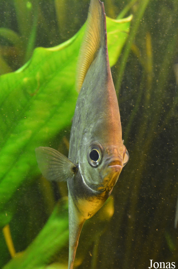 Monodactylus sebae