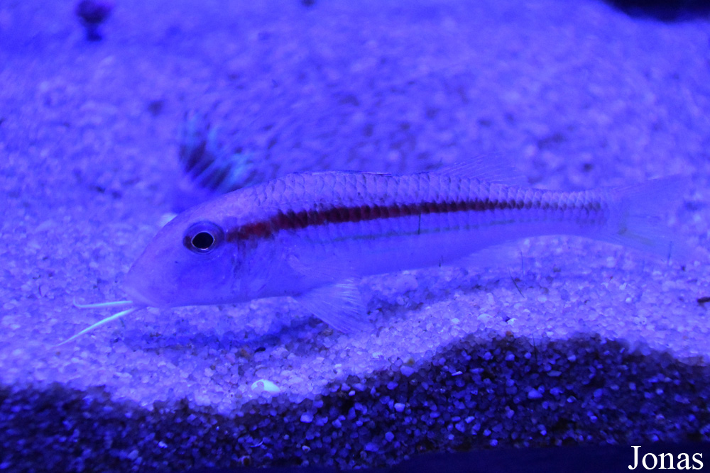 Mullus surmuletus