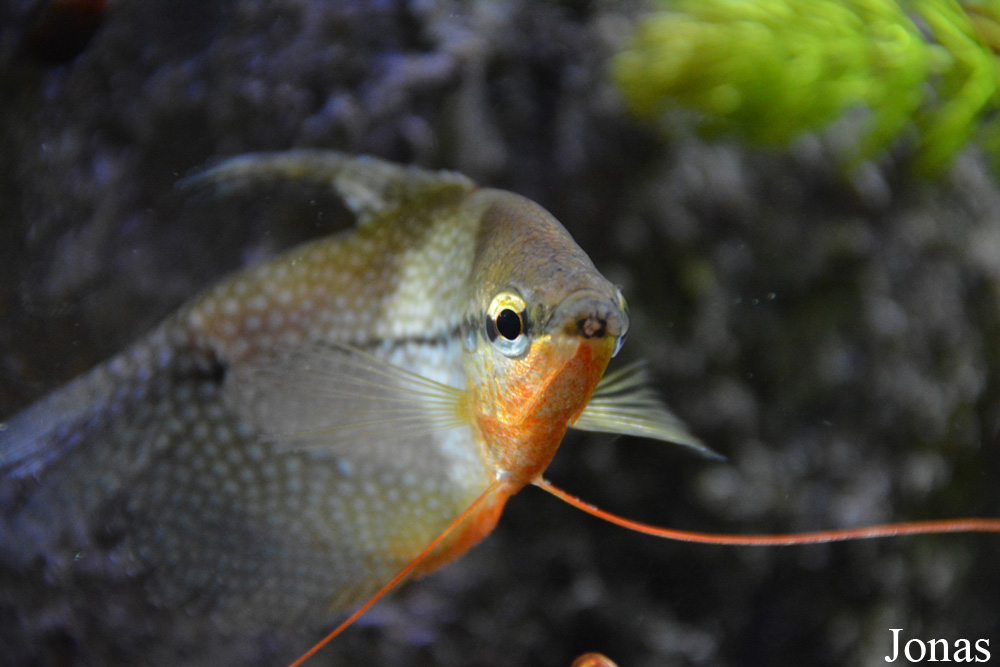Trichopodus leerii