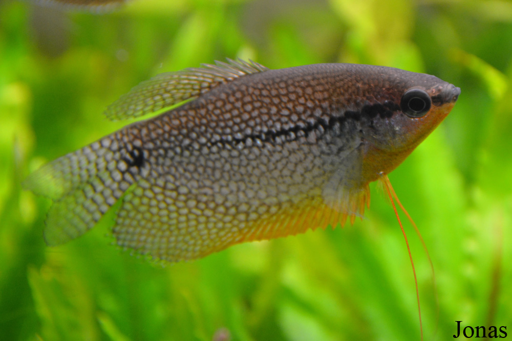 Trichopodus leerii