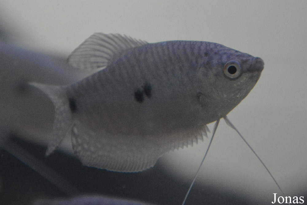 Trichopodus trichopterus
