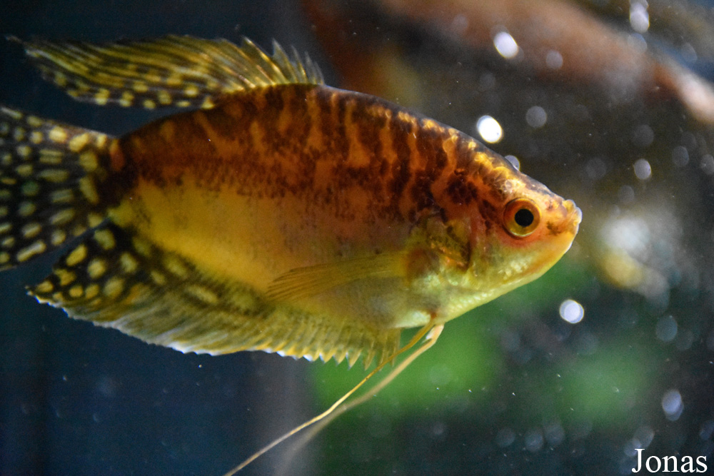 Trichopodus trichopterus