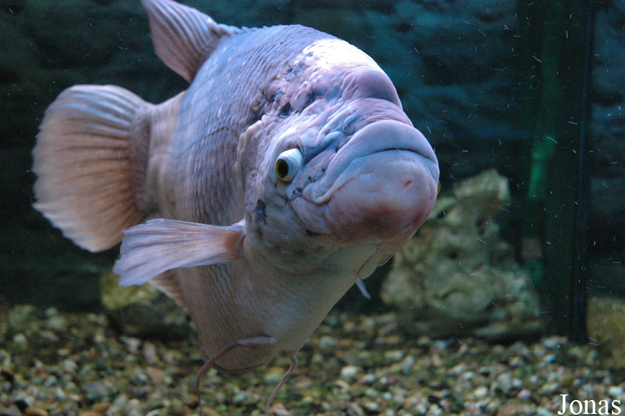Osphronemus goramy