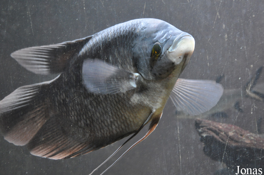 Osphronemus septemfasciatus