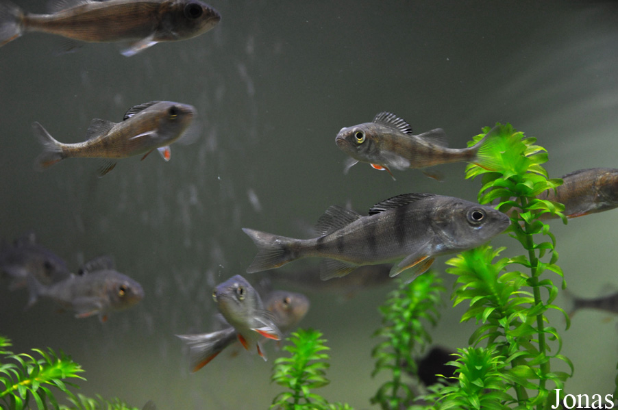 Perca fluviatilis