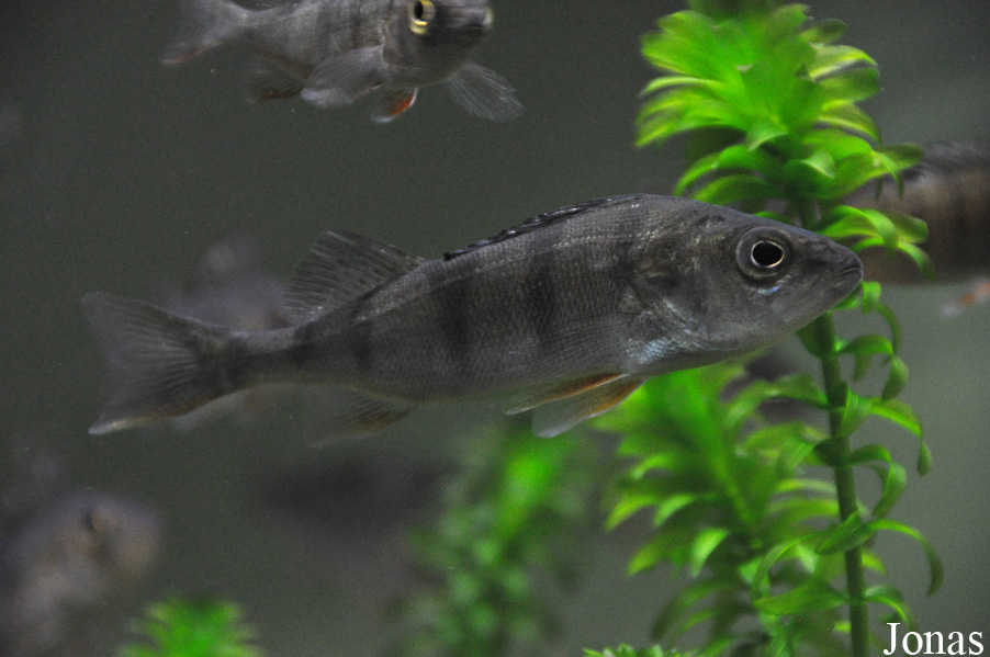 Perca fluviatilis