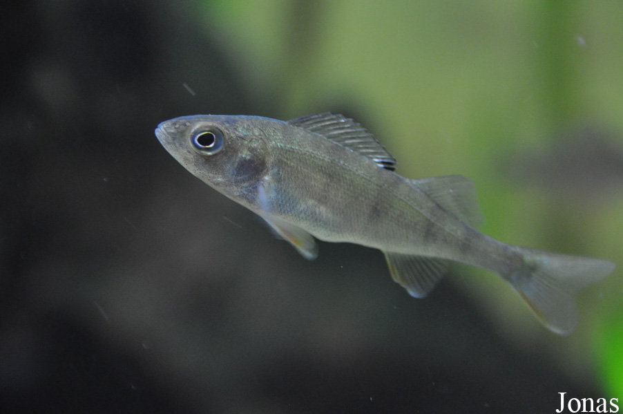 Perca fluviatilis