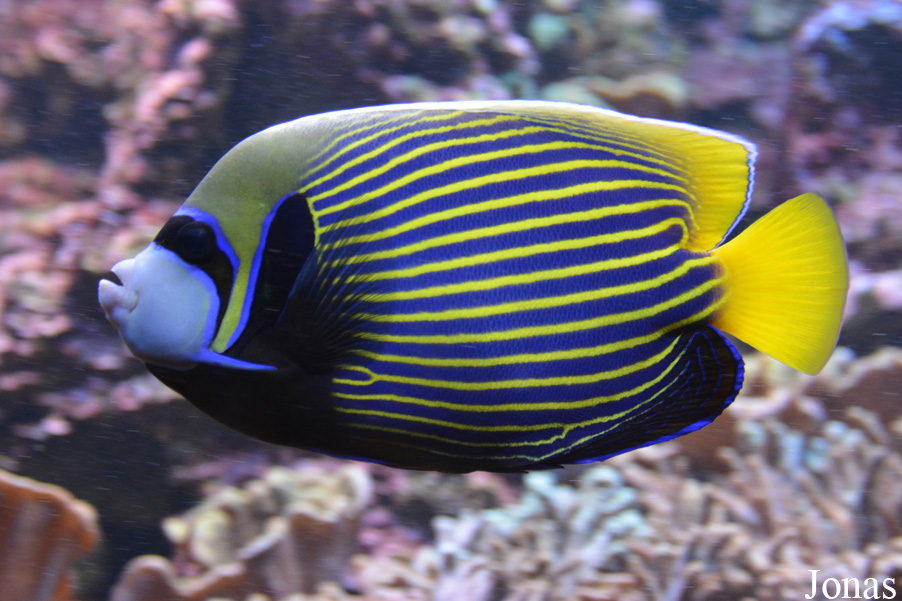 Pomacanthus imperator