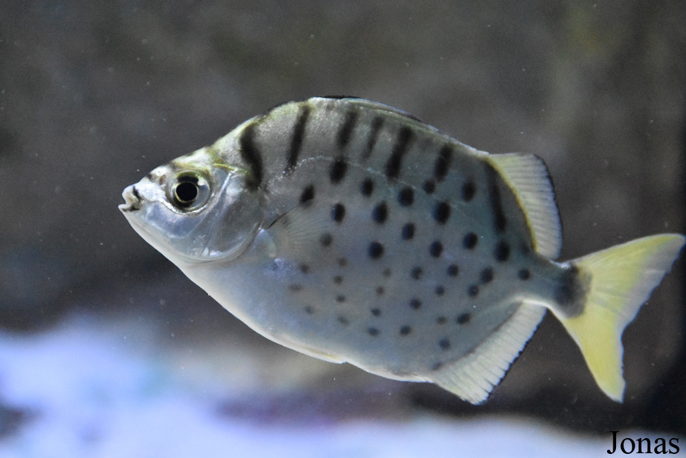 Selenotoca multifasciata