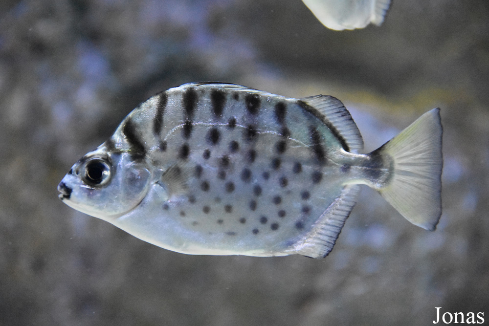 Selenotoca multifasciata
