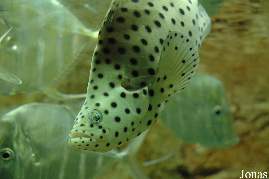Cromileptes altivelis