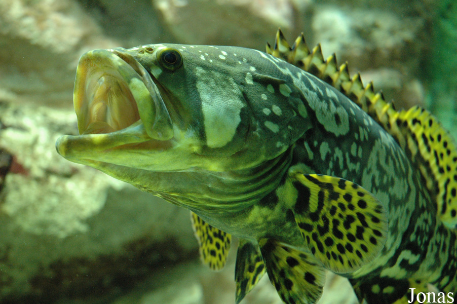 Epinephelus lanceolatus