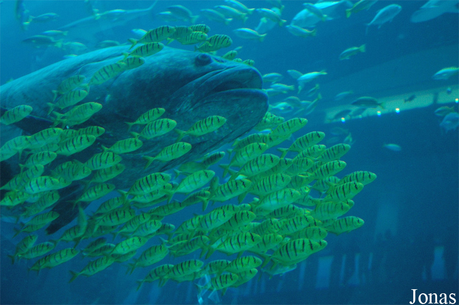 Epinephelus lanceolatus