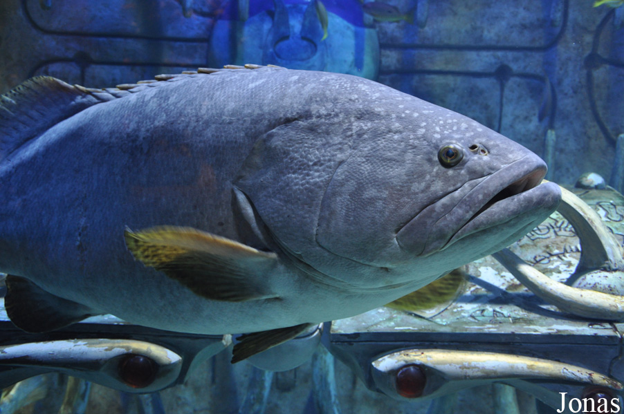 Epinephelus lanceolatus