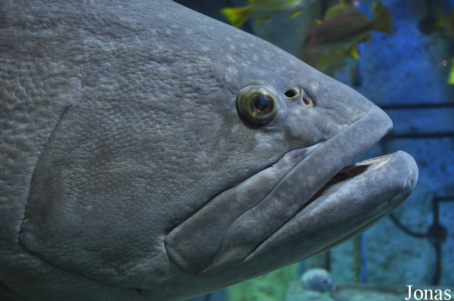 Epinephelus lanceolatus
