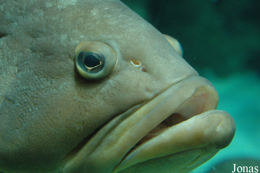 Epinephelus marginatus