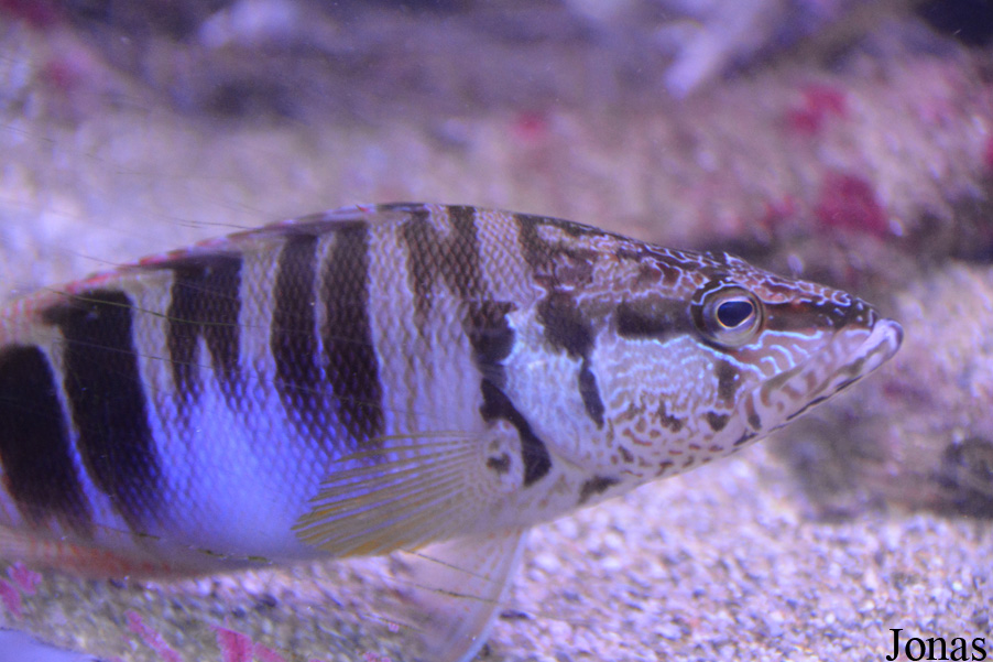 Serranus scriba
