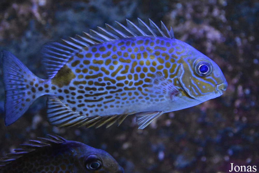 Siganus guttatus