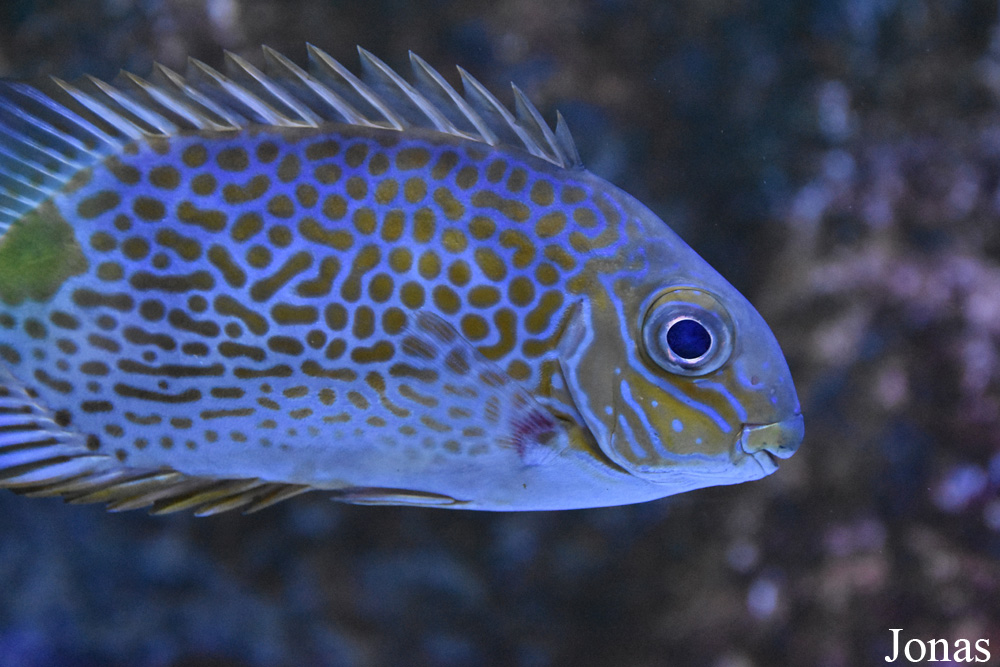 Siganus guttatus