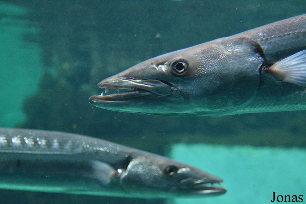 Sphyraena barracuda