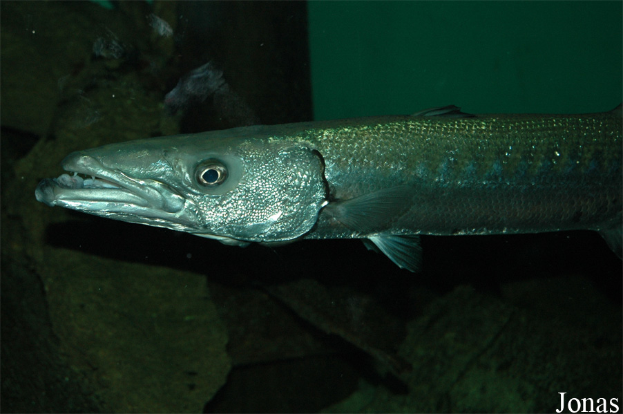 Sphyraena barracuda