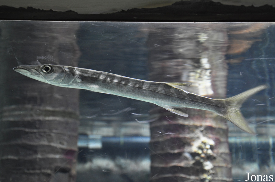Sphyraena qenie