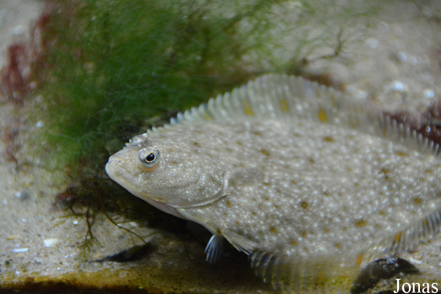 Pleuronectes platessa