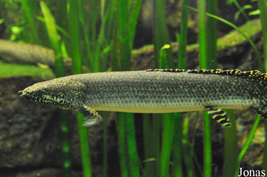Polypterus ornatipinnis