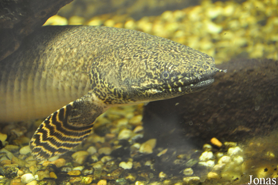 Polypterus ornatipinnis