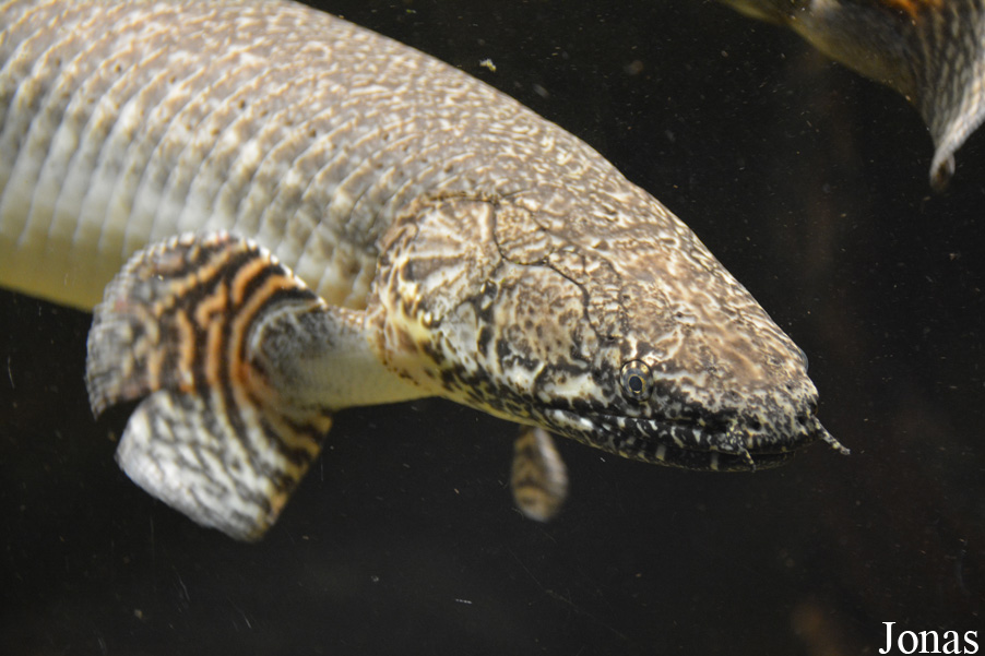 Polypterus ornatipinnis