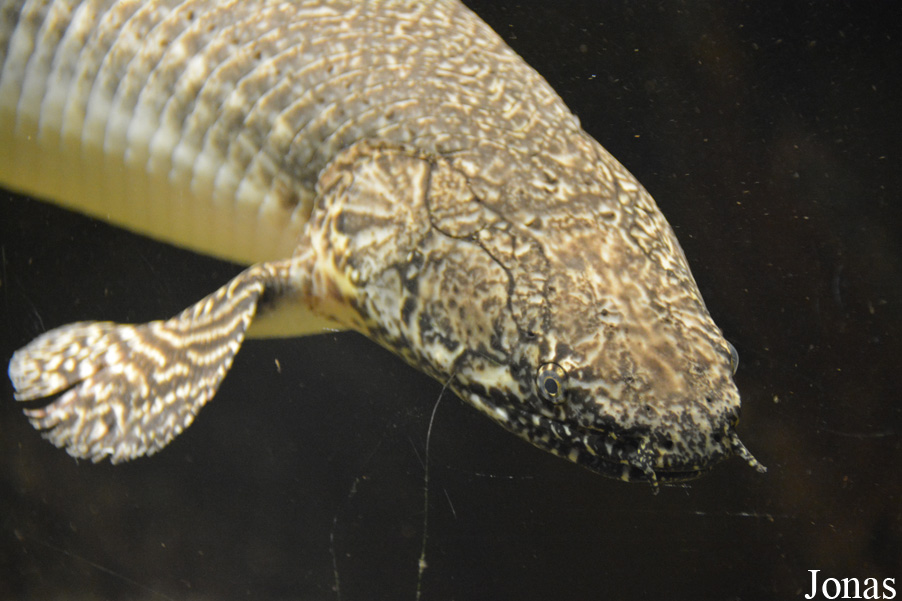 Polypterus ornatipinnis