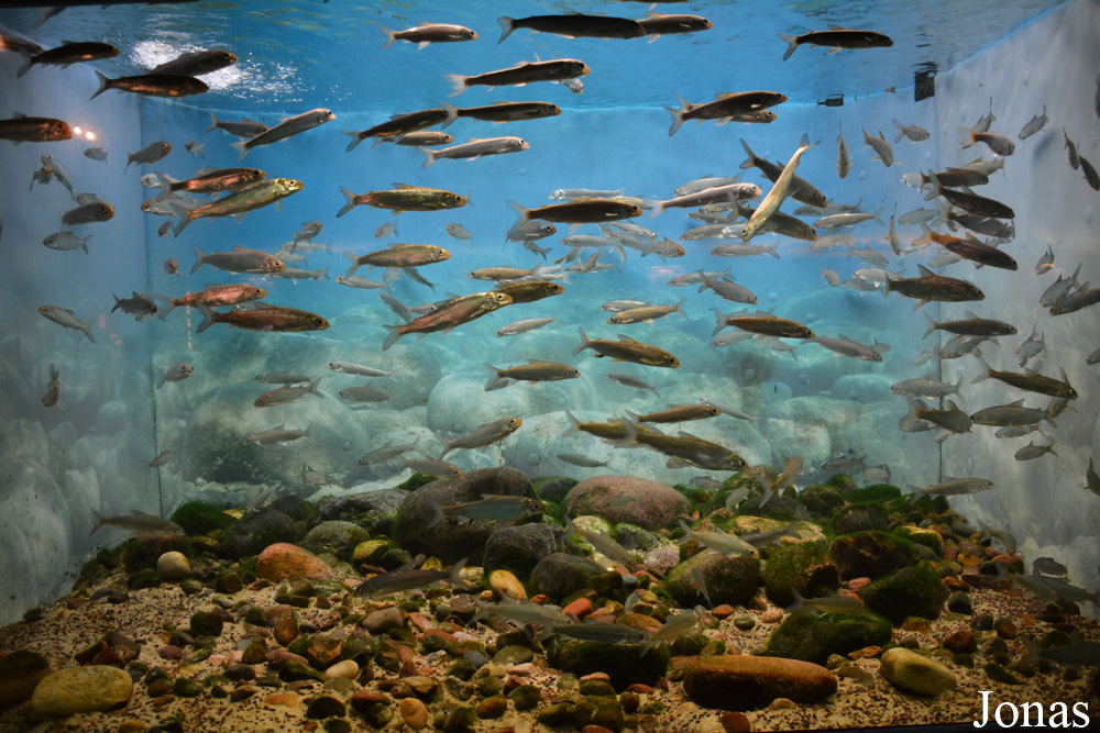 Coregonus clupeaformis