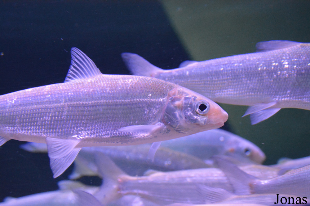 Coregonus peled