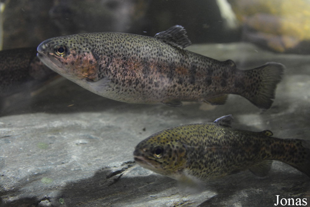 Oncorhynchus mykiss gairdneri