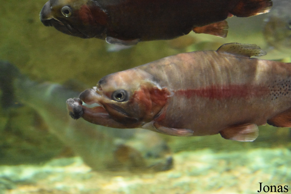 Salmo labrax