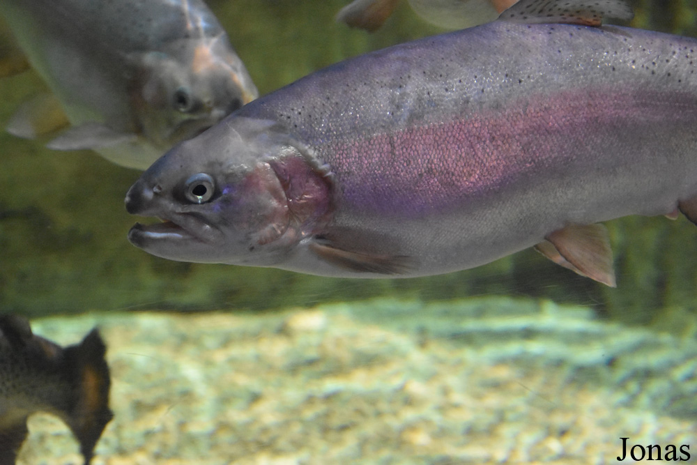 Salmo labrax