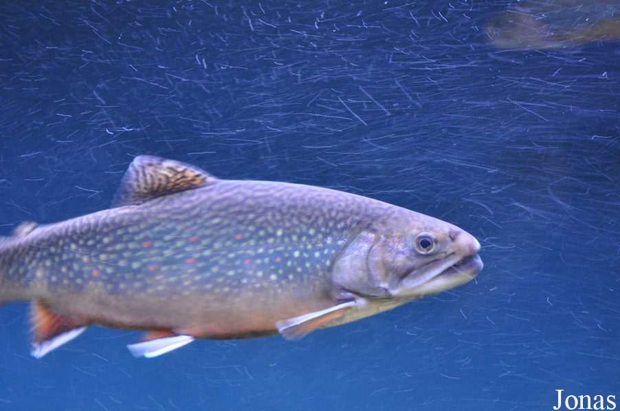 Salvelinus fontinalis