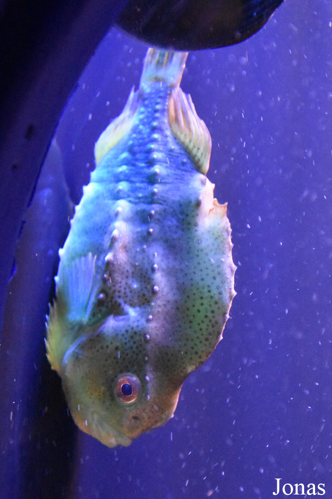 Cyclopterus lumpus