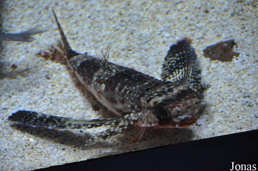 Dactylopterus volitans
