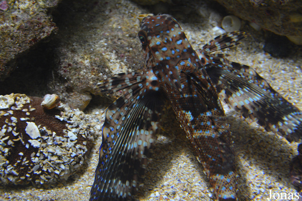 Dactylopterus volitans