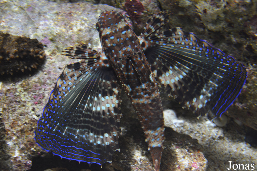 Dactylopterus volitans