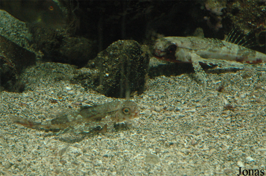Dactylopterus volitans