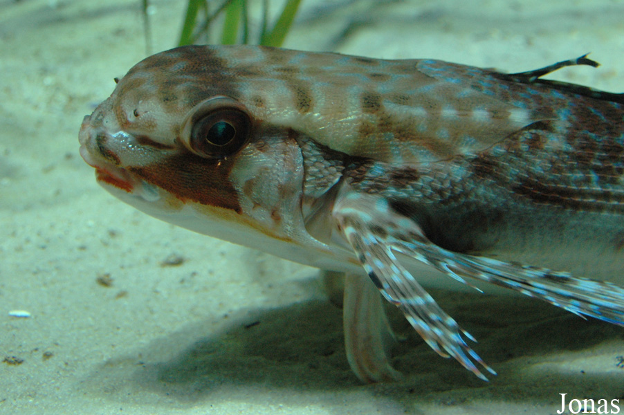 Dactylopterus volitans