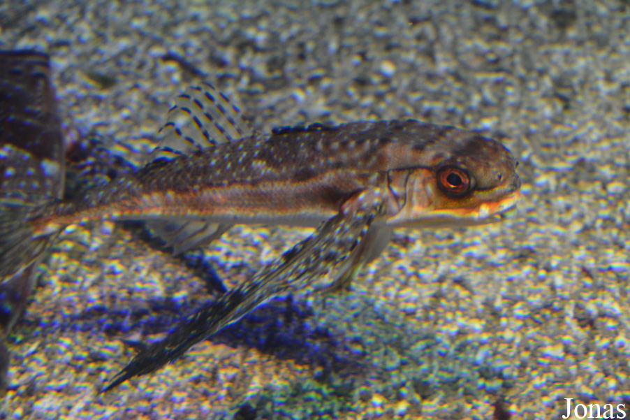 Dactylopterus volitans