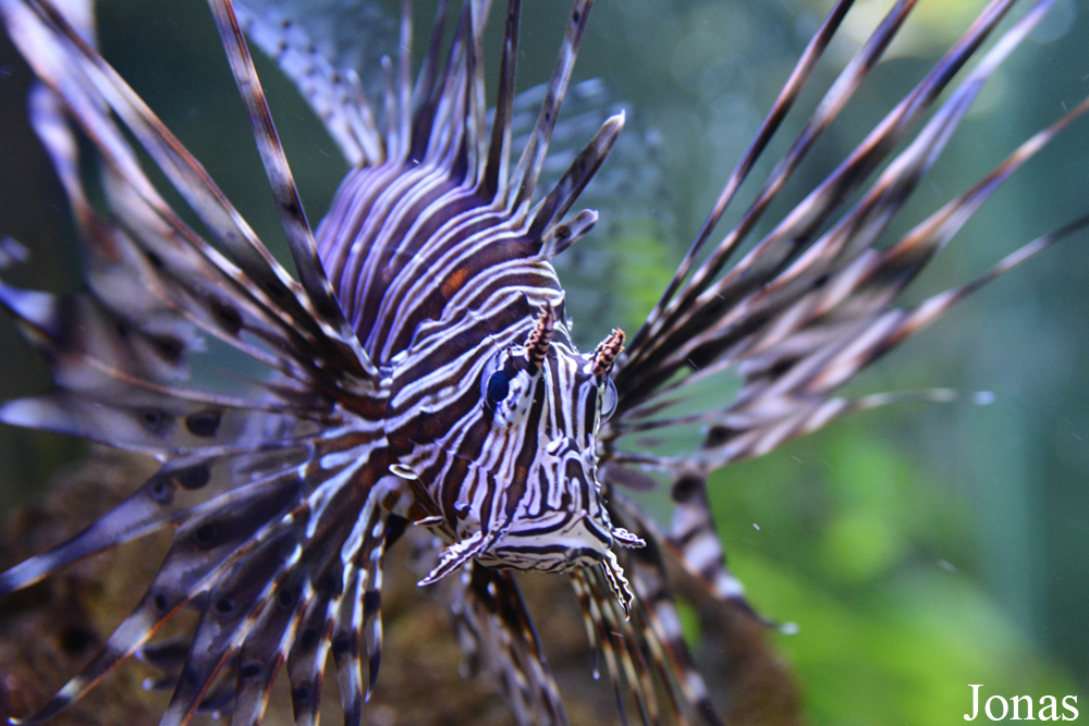 Pterois volitans